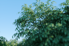 tree0005